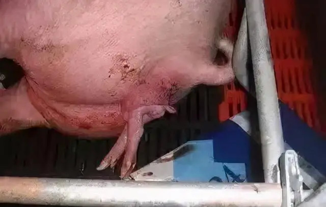ĸ̹