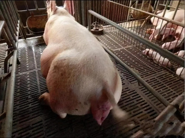 ĸ̹