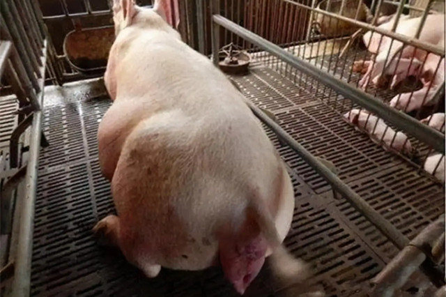 ĸ̹Σ